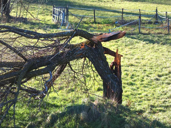 Broken tree — Stock Photo, Image