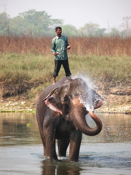 Elephant — Stock Photo, Image