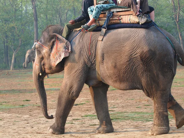 Éléphant Images De Stock Libres De Droits