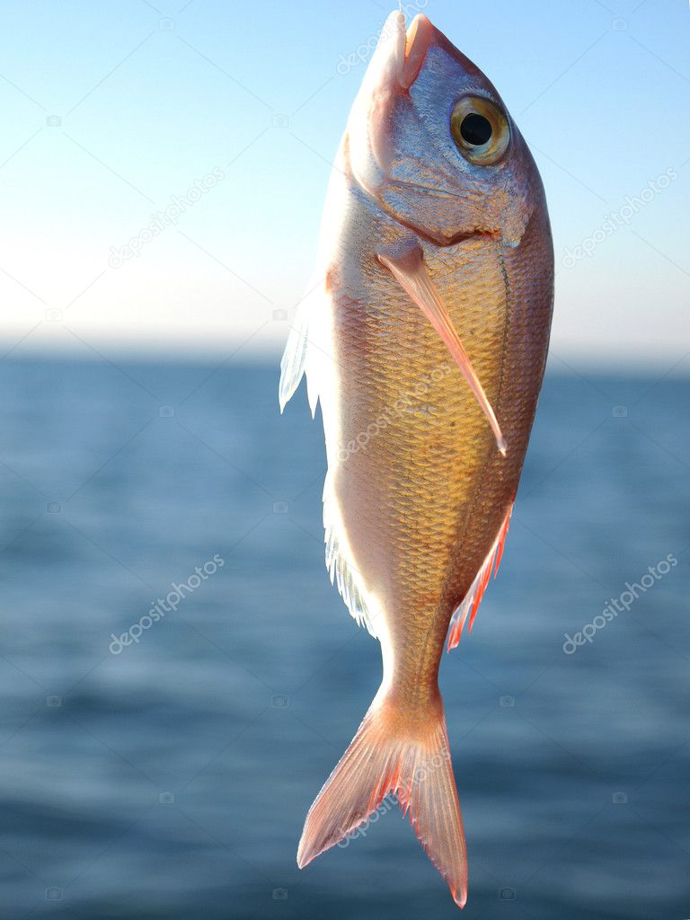 Fish on the hook — Stock Photo © nevenm 38137361