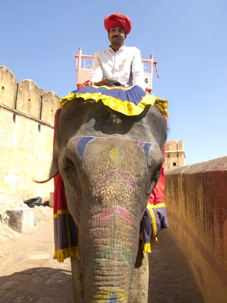 Elefant — Stockfoto