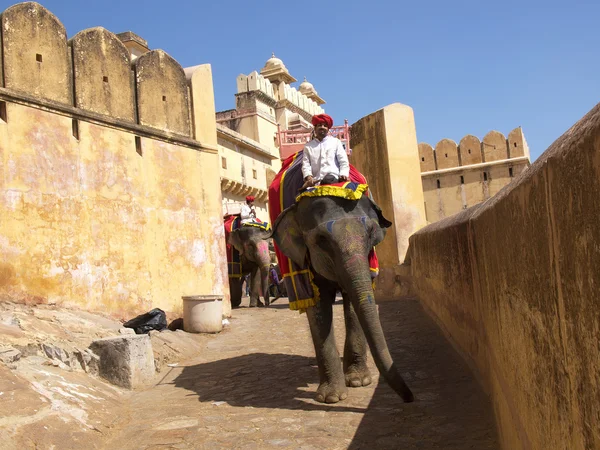 Elefant — Stockfoto