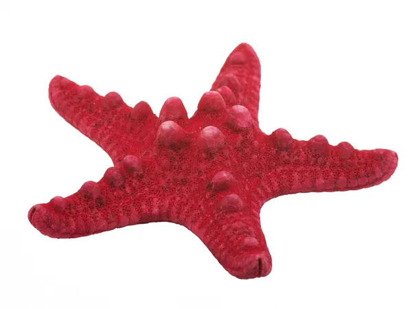 Red sea star — Stock Photo, Image