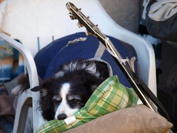 Собака и гитара — стоковое фото
