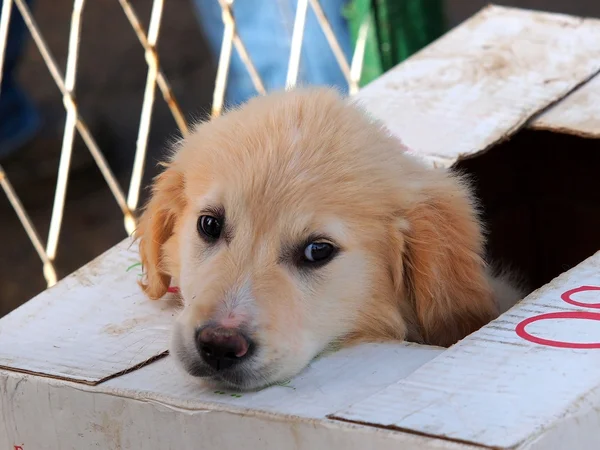 Sead puppy — Stock Photo, Image