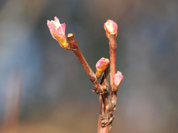 Spring in vineyard — Stock Photo, Image