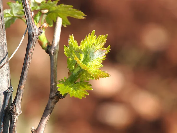 Springin the vineyard — Stock Photo, Image