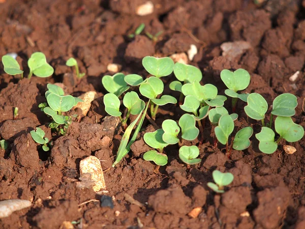 Young plant — Stock Photo, Image