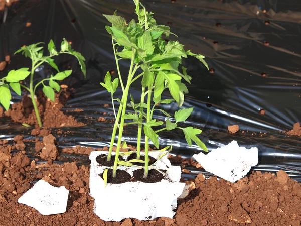 Tomaten pflanzen — Stockfoto