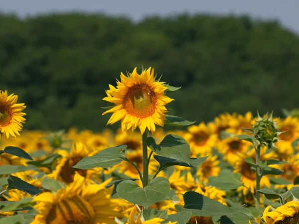 Sunflower in the field — Stock Photo, Image