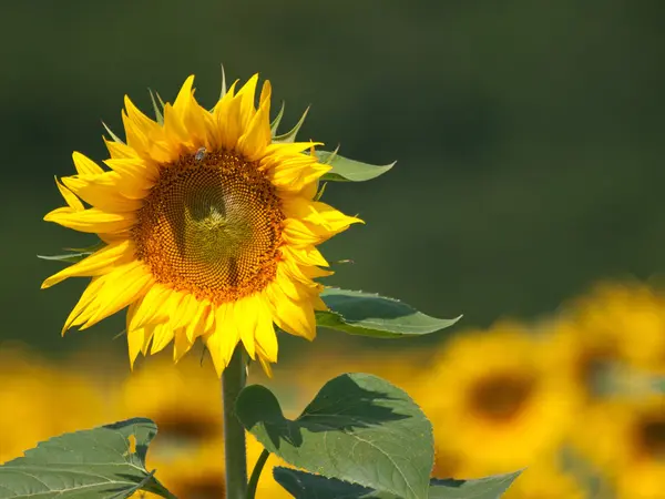 Sunflower field — Stock Photo, Image