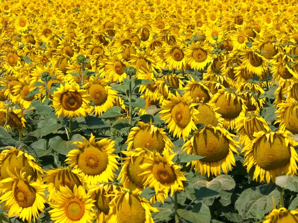 Sunflower field — Stock Photo, Image