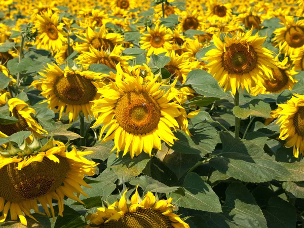 Sunflower field — Stock Photo, Image