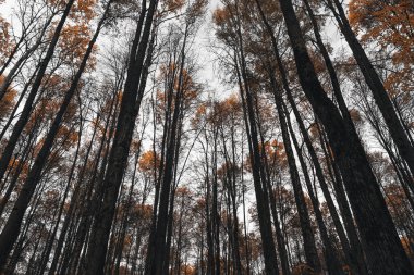 Karanlık sonbahar ormanına. Uzun siyah gövdeler ve turuncu yapraklı ağaç tepeleri..