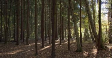 Sonbahar günü firavun ağaçları ormanda gövde yapar. Panoramik görünüm