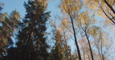 Ağaçların tepesinde, ormanda güneşli bir sonbahar gününde sarı yapraklar var. Güneş ışınları ağaçların dallarında parlıyor. Güneş parlıyor ve ışık saçıyor. Kamera aşağı hareket ediyor