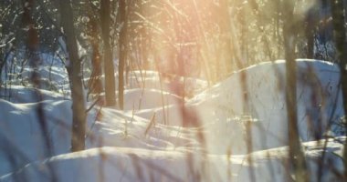 Kışın kar, doğada güneş ışığında parlar. Güneşin parladığı huzurlu bir manzara. Güneşli bir havada ormandaki ağaçların arasında kar yağışı olur.