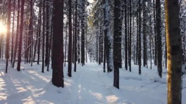 Güneşli bir günde karlı kış ormanlarında fidan ağaçları. Güneş ışığı, düşünce ağaçlarının gövdelerini aydınlatır. Kış doğası. Kamera ileri gider