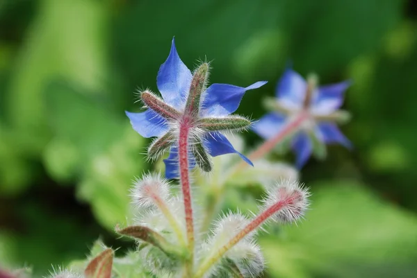 Olej z ogórecznika niebieski kwiat gwiazda — Zdjęcie stockowe