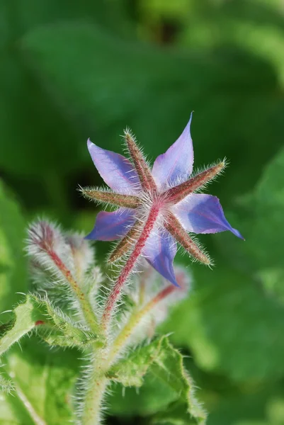 Borage blue star flower — Stock Photo, Image