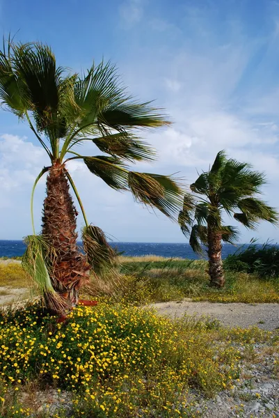 ヤシの木と海 — ストック写真