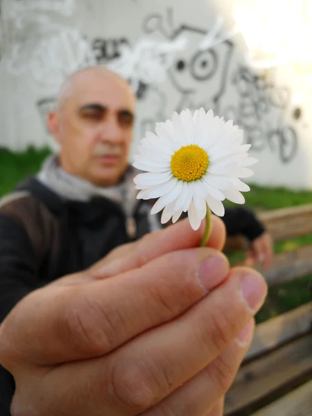 Uomo che dà una margherita — Foto Stock