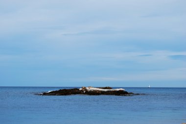 küçük bir ada ağaç gövdesi