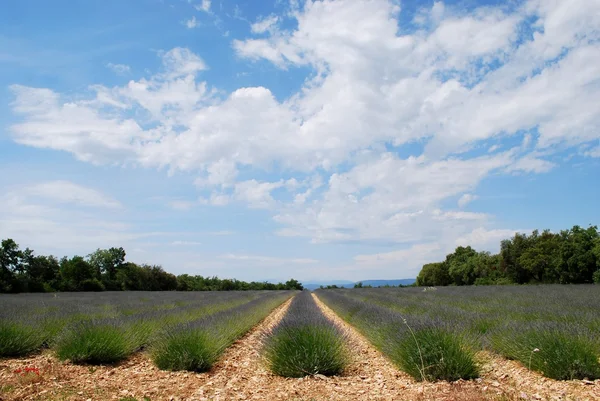 Campo di lavanda — Foto Stock