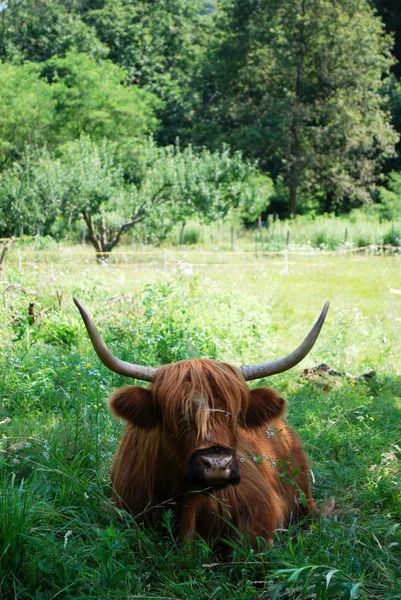 Schotse koe — Stockfoto