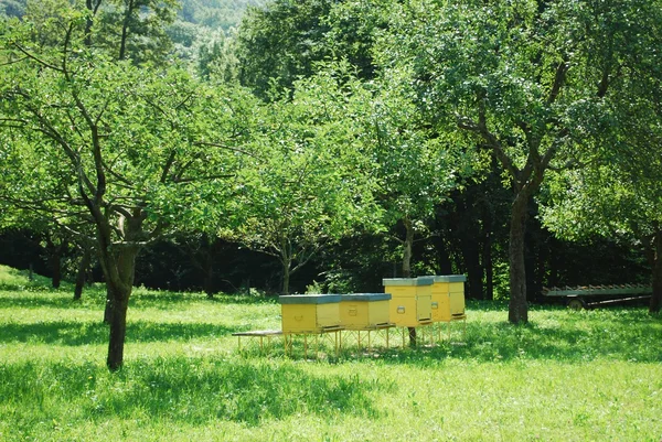 Gele bijenkorven — Stockfoto