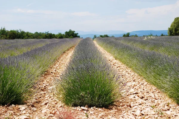 Campo de lavanda Fotos De Bancos De Imagens