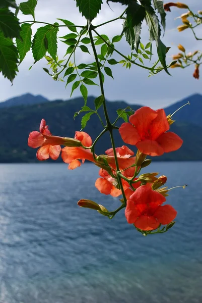 Bigonia campsis radicans λουλούδια — Φωτογραφία Αρχείου