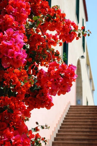 Bougainvilliers fleurs — Photo