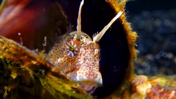 Parablennius Tentacularis 홍합의 껍데기 물고기 — 비디오