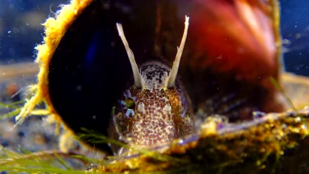 Γαρύφαλλα Parablennius Tentacularis Ψάρια Που Κρύβονται Άδεια Όστρακα Μυδιών Μαύρη — Αρχείο Βίντεο