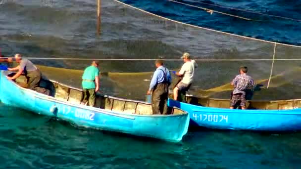 Ukraine Krimea Big Atlesh June 2016 Fishermen Catch Mullet Black — Stock Video