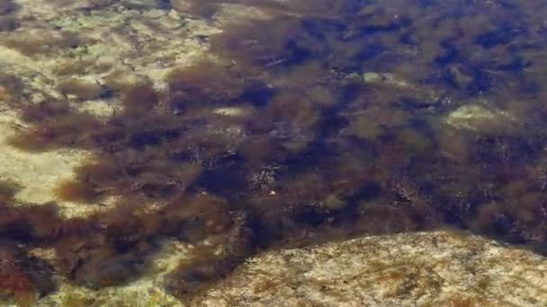 Galinhas Algas Marinhas Algas Marrons Cystoseira Barbata Sargassaceae Zona Costeira — Vídeo de Stock