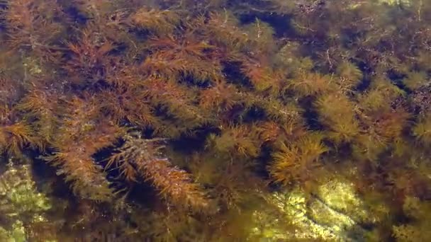 海の沿岸域における藻 シストセイラ バルバータ サルガッサ科 クリミア黒海 — ストック動画