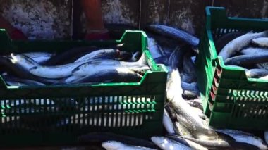 UKRAINE, KRIMEA, Big Atlesh - 21 Haziran 2016: Balıkçılar Karadeniz, Batı Kırım 'da yakalanan tekir balıklarını yüklüyorlar