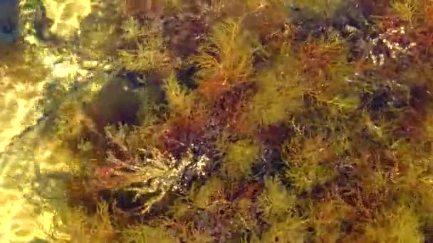Galinhas Algas Marinhas Algas Marrons Cystoseira Barbata Sargassaceae Zona Costeira — Vídeo de Stock