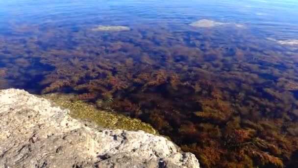 Thickets Sea Algae Brown Seaweed Cystoseira Barbata Sargassaceae Coastal Zone — Stock Video