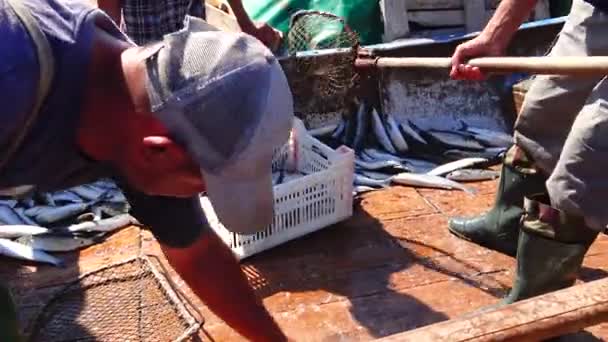 Ukraine Krimea Big Atlesh 2016年6月21日 黒海で獲れたボラの魚を漁師が荷役 — ストック動画