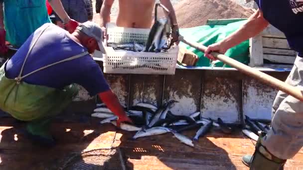 Ukraine Krimea Big Atlesh 2016年6月21日 黒海で獲れたボラの魚を漁師が荷役 — ストック動画