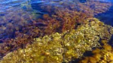 Denizin kıyı bölgesinde (Kırım Denizi) çalılık deniz yosunu, kahverengi deniz yosunu (Cystoseira barbata, Sargassaceae) bulunur.