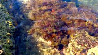 Denizin kıyı bölgesinde (Kırım Denizi) çalılık deniz yosunu, kahverengi deniz yosunu (Cystoseira barbata, Sargassaceae) bulunur.