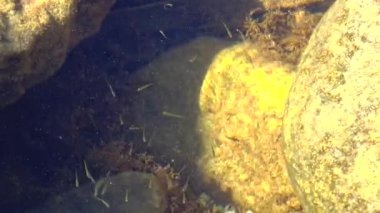 Küçük balıklar, Karadeniz 'deki Kırım' da büyük ölçekli kum eritilmiş taşlar arasında saklanıyor.