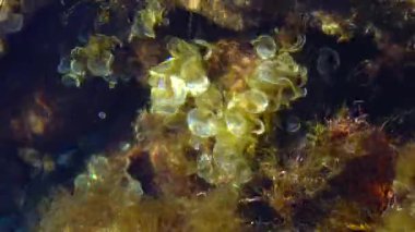 (Padina pavonica, Atlantik Okyanusu ve Akdeniz 'de bulunan kahverengi bir alg. Kırım, Karadeniz.