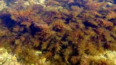 Denizin kıyı bölgesinde (Kırım Denizi) çalılık deniz yosunu, kahverengi deniz yosunu (Cystoseira barbata, Sargassaceae) bulunur.