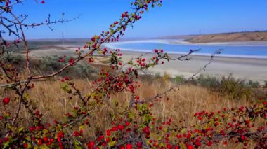 Midland ya da İngiliz Hawthorn, orman şahini ya da mayflower (Crataegus laevigata), Kuyalnitsky haliçinin arka planında bulunan kırmızı dutlar.