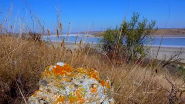 Ukrayna 'nın Kuyalnitsky nehrinin kıyısındaki doğal bir taşın üzerindeki Lichenlar.